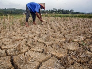Siap-siap! Kemarau 2026 Diprediksi Lebih Panjang dan Ekstrem