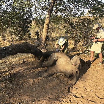Sedihnya, Belasan Gajah Mati Misterius di Zimbabwe