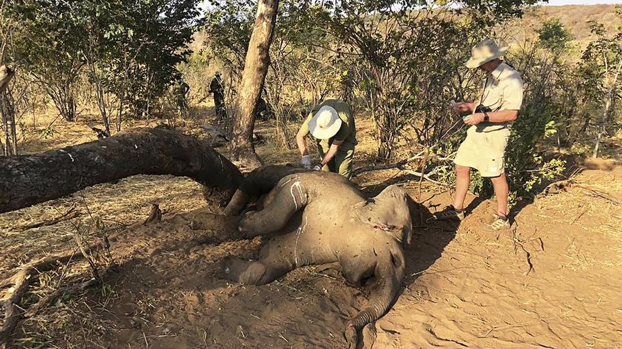 A dead elephant is seen in Hwange National park, Zimbabwe, Saturday, Aug. 29, 2020. A spokesman for Zimbabwe's national parks said on Wednesday, Sept. 2 the number of elephants dying in the country's west from a suspected bacterial infection, possibly from eating poisonous plants, has risen to 22 and more deaths are expected. (AP Photo)