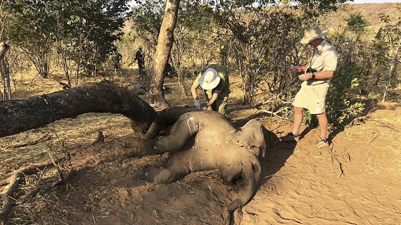 A dead elephant is seen in Hwange National park, Zimbabwe, Saturday, Aug. 29, 2020. A spokesman for Zimbabwe's national parks said on Wednesday, Sept. 2 the number of elephants dying in the country's west from a suspected bacterial infection, possibly from eating poisonous plants, has risen to 22 and more deaths are expected. (AP Photo)