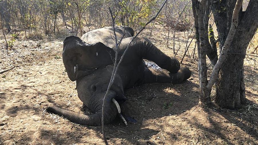A dead elephant is seen in Hwange National park, Zimbabwe, Saturday, Aug. 29, 2020. A spokesman for Zimbabwe's national parks said on Wednesday, Sept. 2 the number of elephants dying in the country's west from a suspected bacterial infection, possibly from eating poisonous plants, has risen to 22 and more deaths are expected. (AP Photo)