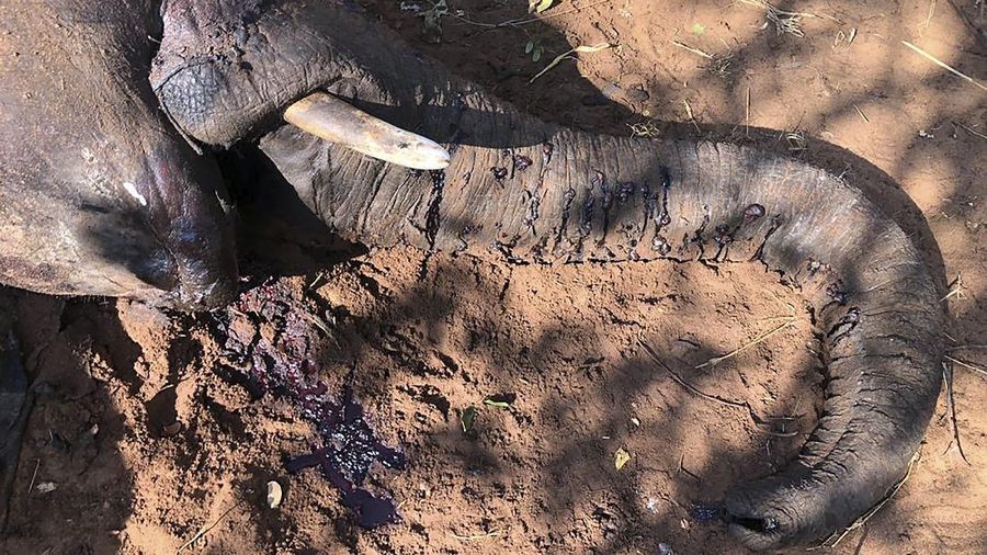 A dead elephant is seen in Hwange National park, Zimbabwe, Saturday, Aug. 29, 2020. A spokesman for Zimbabwe's national parks said on Wednesday, Sept. 2 the number of elephants dying in the country's west from a suspected bacterial infection, possibly from eating poisonous plants, has risen to 22 and more deaths are expected. (AP Photo)