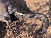 Ilmuwan Ungkap Misteri 350 Gajah Mendadak Mati di Afrika