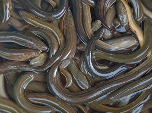 Belut Itu Ular atau Ikan? Ini Jawaban yang Benar