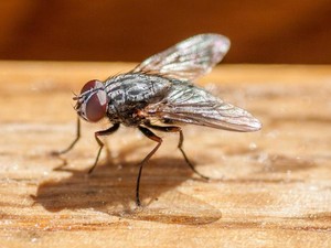 7 Cara Mengusir Lalat dengan Cepat dari Rumah atau Warung, Efektif!