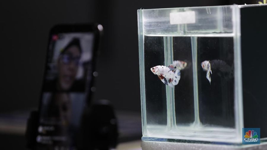 Peternak ikan cupang memasarkan ikan cupang dagangannya menggunakan media sosial (daring) di Gerai Betta Katro, Ciputat, Tangerang Selatan, Selasa (8/9/2020). Pandemi covid-19 memberikan dampak terhadap perekonomian UMKM. Sehingga, setiap pelaku usaha UMKM diharapkan beradaptasi dari perubahan perilaku pasar dengan memanfaatkan media online atau daring.  Di saat usaha di bidang pengadaan suku cadang mesin tengah lesu, Boy bertransformasi menjual ikan cupang hias. Demi menopang kondisi ekonomi keluarga.
Boy (45) selaku pembudidaya ikan cupang mengaku untuk menyiasati penjualan, Ia dan rekan-rekannya memanfaatkan media sosial untuk memasarkan dagangannya 
sehingga omzet terus berjalan di masa pandemi covid-19. sistem penjualan online melalui lelang di Instagram. Boy bersama komunitas cupangnya menawarkan sekitar 30 ikan cupang hias kepada sejumlah pembeli. Bagi pembeli yang menawarkan dengan harga tinggi, maka pembeli itu yang berhak mendapat ikan cupang tersebut. Alhasil, ikan cupang yang ia tawarkan bisa laku dengan harga mencapai ratusan ribu hingga jutaan rupiah. (CNBC Indonesia/ Muhammad Sabki)