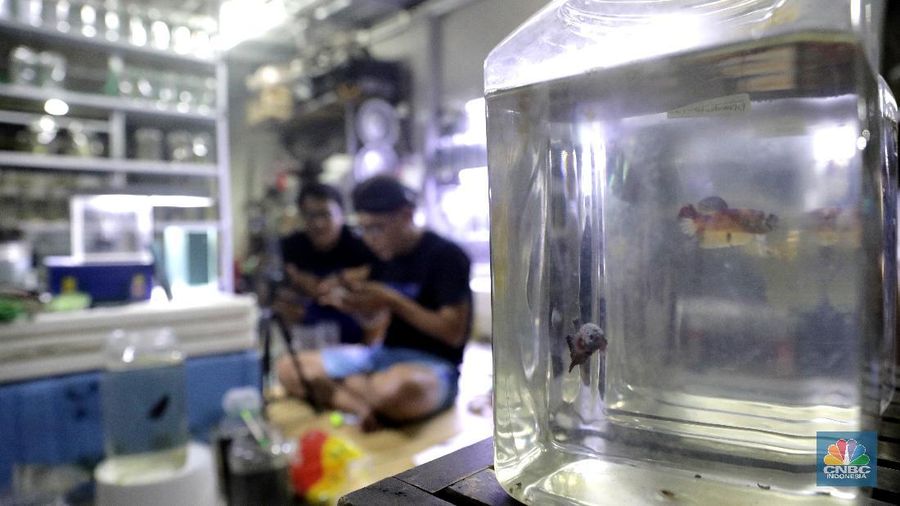 Peternak ikan cupang memasarkan ikan cupang dagangannya menggunakan media sosial (daring) di Gerai Betta Katro, Ciputat, Tangerang Selatan, Selasa (8/9/2020). Pandemi covid-19 memberikan dampak terhadap perekonomian UMKM. Sehingga, setiap pelaku usaha UMKM diharapkan beradaptasi dari perubahan perilaku pasar dengan memanfaatkan media online atau daring.  Di saat usaha di bidang pengadaan suku cadang mesin tengah lesu, Boy bertransformasi menjual ikan cupang hias. Demi menopang kondisi ekonomi keluarga.
Boy (45) selaku pembudidaya ikan cupang mengaku untuk menyiasati penjualan, Ia dan rekan-rekannya memanfaatkan media sosial untuk memasarkan dagangannya 
sehingga omzet terus berjalan di masa pandemi covid-19. sistem penjualan online melalui lelang di Instagram. Boy bersama komunitas cupangnya menawarkan sekitar 30 ikan cupang hias kepada sejumlah pembeli. Bagi pembeli yang menawarkan dengan harga tinggi, maka pembeli itu yang berhak mendapat ikan cupang tersebut. Alhasil, ikan cupang yang ia tawarkan bisa laku dengan harga mencapai ratusan ribu hingga jutaan rupiah. (CNBC Indonesia/ Muhammad Sabki)