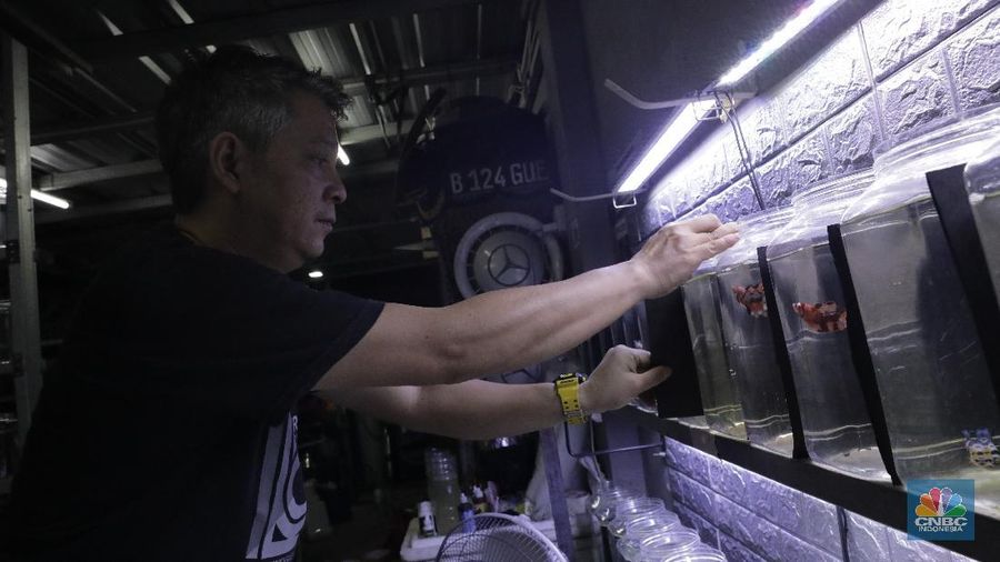 Peternak ikan cupang memasarkan ikan cupang dagangannya menggunakan media sosial (daring) di Gerai Betta Katro, Ciputat, Tangerang Selatan, Selasa (8/9/2020). Pandemi covid-19 memberikan dampak terhadap perekonomian UMKM. Sehingga, setiap pelaku usaha UMKM diharapkan beradaptasi dari perubahan perilaku pasar dengan memanfaatkan media online atau daring.  Di saat usaha di bidang pengadaan suku cadang mesin tengah lesu, Boy bertransformasi menjual ikan cupang hias. Demi menopang kondisi ekonomi keluarga.
Boy (45) selaku pembudidaya ikan cupang mengaku untuk menyiasati penjualan, Ia dan rekan-rekannya memanfaatkan media sosial untuk memasarkan dagangannya 
sehingga omzet terus berjalan di masa pandemi covid-19. sistem penjualan online melalui lelang di Instagram. Boy bersama komunitas cupangnya menawarkan sekitar 30 ikan cupang hias kepada sejumlah pembeli. Bagi pembeli yang menawarkan dengan harga tinggi, maka pembeli itu yang berhak mendapat ikan cupang tersebut. Alhasil, ikan cupang yang ia tawarkan bisa laku dengan harga mencapai ratusan ribu hingga jutaan rupiah. (CNBC Indonesia/ Muhammad Sabki)