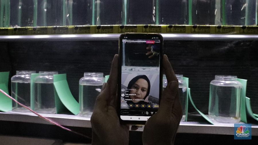 Peternak ikan cupang memasarkan ikan cupang dagangannya menggunakan media sosial (daring) di Gerai Betta Katro, Ciputat, Tangerang Selatan, Selasa (8/9/2020). Pandemi covid-19 memberikan dampak terhadap perekonomian UMKM. Sehingga, setiap pelaku usaha UMKM diharapkan beradaptasi dari perubahan perilaku pasar dengan memanfaatkan media online atau daring.  Di saat usaha di bidang pengadaan suku cadang mesin tengah lesu, Boy bertransformasi menjual ikan cupang hias. Demi menopang kondisi ekonomi keluarga.
Boy (45) selaku pembudidaya ikan cupang mengaku untuk menyiasati penjualan, Ia dan rekan-rekannya memanfaatkan media sosial untuk memasarkan dagangannya 
sehingga omzet terus berjalan di masa pandemi covid-19. sistem penjualan online melalui lelang di Instagram. Boy bersama komunitas cupangnya menawarkan sekitar 30 ikan cupang hias kepada sejumlah pembeli. Bagi pembeli yang menawarkan dengan harga tinggi, maka pembeli itu yang berhak mendapat ikan cupang tersebut. Alhasil, ikan cupang yang ia tawarkan bisa laku dengan harga mencapai ratusan ribu hingga jutaan rupiah. (CNBC Indonesia/ Muhammad Sabki)