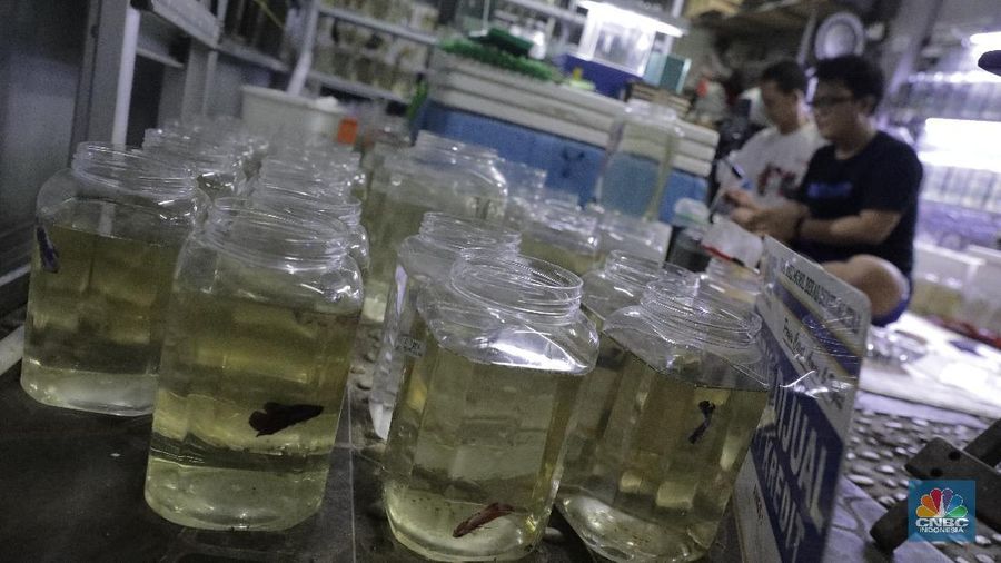 Peternak ikan cupang memasarkan ikan cupang dagangannya menggunakan media sosial (daring) di Gerai Betta Katro, Ciputat, Tangerang Selatan, Selasa (8/9/2020). Pandemi covid-19 memberikan dampak terhadap perekonomian UMKM. Sehingga, setiap pelaku usaha UMKM diharapkan beradaptasi dari perubahan perilaku pasar dengan memanfaatkan media online atau daring.  Di saat usaha di bidang pengadaan suku cadang mesin tengah lesu, Boy bertransformasi menjual ikan cupang hias. Demi menopang kondisi ekonomi keluarga.
Boy (45) selaku pembudidaya ikan cupang mengaku untuk menyiasati penjualan, Ia dan rekan-rekannya memanfaatkan media sosial untuk memasarkan dagangannya 
sehingga omzet terus berjalan di masa pandemi covid-19. sistem penjualan online melalui lelang di Instagram. Boy bersama komunitas cupangnya menawarkan sekitar 30 ikan cupang hias kepada sejumlah pembeli. Bagi pembeli yang menawarkan dengan harga tinggi, maka pembeli itu yang berhak mendapat ikan cupang tersebut. Alhasil, ikan cupang yang ia tawarkan bisa laku dengan harga mencapai ratusan ribu hingga jutaan rupiah. (CNBC Indonesia/ Muhammad Sabki)