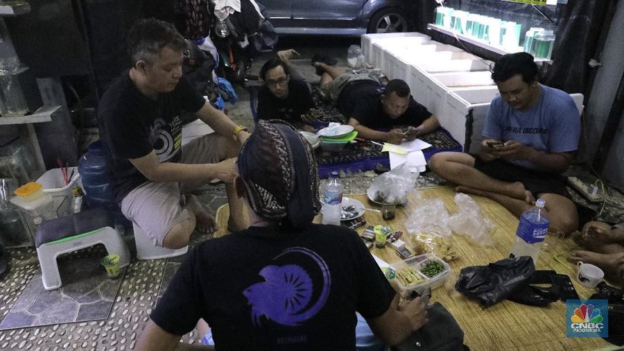 Peternak ikan cupang memasarkan ikan cupang dagangannya menggunakan media sosial (daring) di Gerai Betta Katro, Ciputat, Tangerang Selatan, Selasa (8/9/2020). Pandemi covid-19 memberikan dampak terhadap perekonomian UMKM. Sehingga, setiap pelaku usaha UMKM diharapkan beradaptasi dari perubahan perilaku pasar dengan memanfaatkan media online atau daring.  Di saat usaha di bidang pengadaan suku cadang mesin tengah lesu, Boy bertransformasi menjual ikan cupang hias. Demi menopang kondisi ekonomi keluarga.
Boy (45) selaku pembudidaya ikan cupang mengaku untuk menyiasati penjualan, Ia dan rekan-rekannya memanfaatkan media sosial untuk memasarkan dagangannya 
sehingga omzet terus berjalan di masa pandemi covid-19. sistem penjualan online melalui lelang di Instagram. Boy bersama komunitas cupangnya menawarkan sekitar 30 ikan cupang hias kepada sejumlah pembeli. Bagi pembeli yang menawarkan dengan harga tinggi, maka pembeli itu yang berhak mendapat ikan cupang tersebut. Alhasil, ikan cupang yang ia tawarkan bisa laku dengan harga mencapai ratusan ribu hingga jutaan rupiah. (CNBC Indonesia/ Muhammad Sabki)