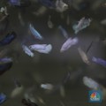 Kecil-kecil Cabai Rawit, 5 Ikan Cupang Populer, Harga Jutaan!
