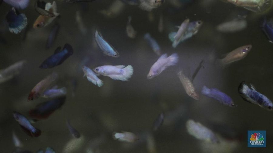 Peternak ikan cupang memasarkan ikan cupang dagangannya menggunakan media sosial (daring) di Gerai Betta Katro, Ciputat, Tangerang Selatan, Selasa (8/9/2020). Pandemi covid-19 memberikan dampak terhadap perekonomian UMKM. Sehingga, setiap pelaku usaha UMKM diharapkan beradaptasi dari perubahan perilaku pasar dengan memanfaatkan media online atau daring.  Di saat usaha di bidang pengadaan suku cadang mesin tengah lesu, Boy bertransformasi menjual ikan cupang hias. Demi menopang kondisi ekonomi keluarga.
Boy (45) selaku pembudidaya ikan cupang mengaku untuk menyiasati penjualan, Ia dan rekan-rekannya memanfaatkan media sosial untuk memasarkan dagangannya 
sehingga omzet terus berjalan di masa pandemi covid-19. sistem penjualan online melalui lelang di Instagram. Boy bersama komunitas cupangnya menawarkan sekitar 30 ikan cupang hias kepada sejumlah pembeli. Bagi pembeli yang menawarkan dengan harga tinggi, maka pembeli itu yang berhak mendapat ikan cupang tersebut. Alhasil, ikan cupang yang ia tawarkan bisa laku dengan harga mencapai ratusan ribu hingga jutaan rupiah. (CNBC Indonesia/ Muhammad Sabki)