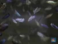 Kecil-kecil Cabai Rawit, 5 Ikan Cupang Populer, Harga Jutaan!