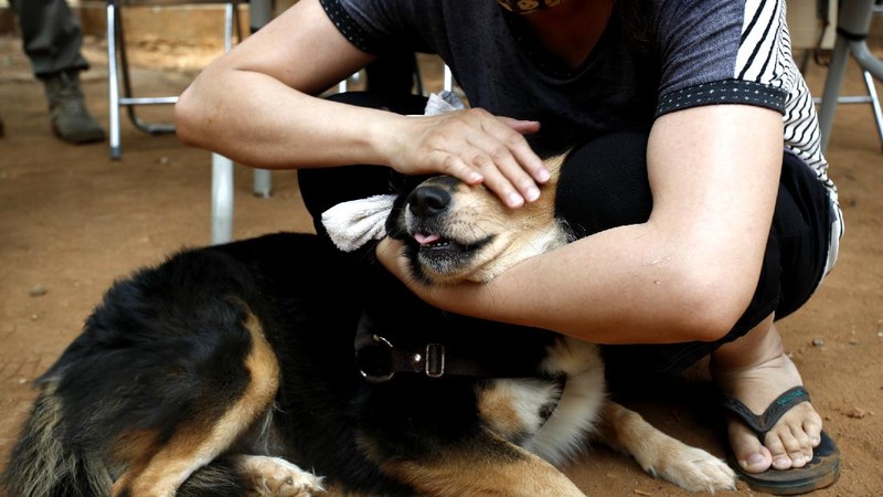 Petugas Suku Dinas Ketahanan Pangan, Kelautan dan Pertanian (KPKP) Provinsi DKI Jakarta melaksanakan vaksin rabies untuk hewan peliharaan di lingkungan pemukiman Rusun Tanah Tinggi, Kecamatan Johar Baru, Jakarta (8/9/2020). (CNBC Indonesia/Tri Susilo)  

Pelaksana Tugas(Plt) Kepala Suku Dinas KPKP Suharini Elliawati menjelaskan 