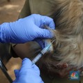 Wabah Rabies Bikin Pulau di NTT Diisolasi, Begini Kondisinya