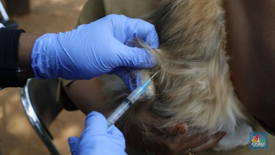 Petugas Suku Dinas Ketahanan Pangan, Kelautan dan Pertanian (KPKP) Provinsi DKI Jakarta melaksanakan vaksin rabies untuk hewan peliharaan di lingkungan pemukiman Rusun Tanah Tinggi, Kecamatan Johar Baru, Jakarta (8/9/2020). (CNBC Indonesia/Tri Susilo)  

Pelaksana Tugas(Plt) Kepala Suku Dinas KPKP Suharini Elliawati menjelaskan 