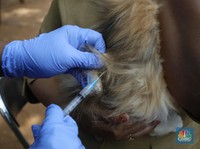 Wabah Rabies Bikin Pulau di NTT Diisolasi, Begini Kondisinya