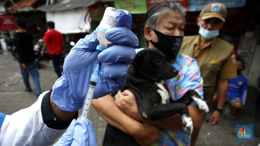 Petugas Suku Dinas Ketahanan Pangan, Kelautan dan Pertanian (KPKP) Provinsi DKI Jakarta melaksanakan vaksin rabies untuk hewan peliharaan di lingkungan pemukiman Rusun Tanah Tinggi, Kecamatan Johar Baru, Jakarta (8/9/2020). (CNBC Indonesia/Tri Susilo)  

Pelaksana Tugas(Plt) Kepala Suku Dinas KPKP Suharini Elliawati menjelaskan 