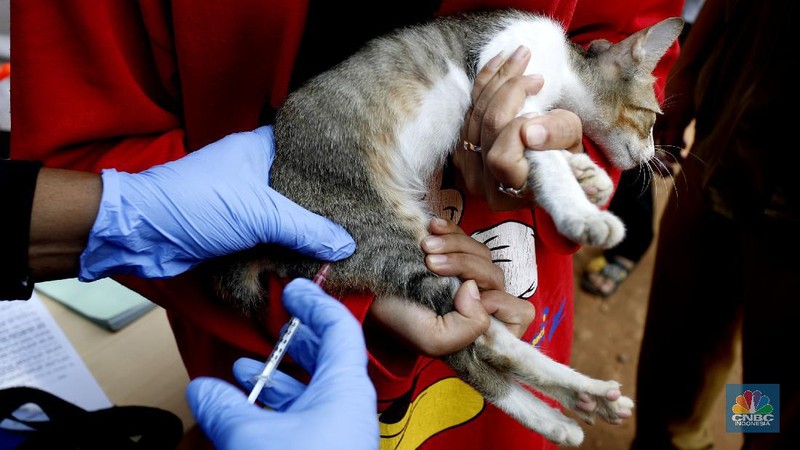 Petugas Suku Dinas Ketahanan Pangan, Kelautan dan Pertanian (KPKP) Provinsi DKI Jakarta melaksanakan vaksin rabies untuk hewan peliharaan di lingkungan pemukiman Rusun Tanah Tinggi, Kecamatan Johar Baru, Jakarta (8/9/2020). (CNBC Indonesia/Tri Susilo)  

Pelaksana Tugas(Plt) Kepala Suku Dinas KPKP Suharini Elliawati menjelaskan 