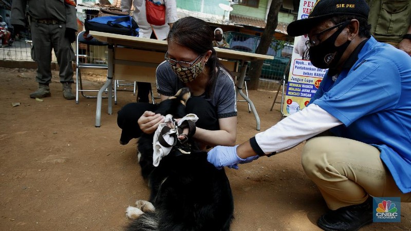 Petugas Suku Dinas Ketahanan Pangan, Kelautan dan Pertanian (KPKP) Provinsi DKI Jakarta melaksanakan vaksin rabies untuk hewan peliharaan di lingkungan pemukiman Rusun Tanah Tinggi, Kecamatan Johar Baru, Jakarta (8/9/2020). (CNBC Indonesia/Tri Susilo)  

Pelaksana Tugas(Plt) Kepala Suku Dinas KPKP Suharini Elliawati menjelaskan 