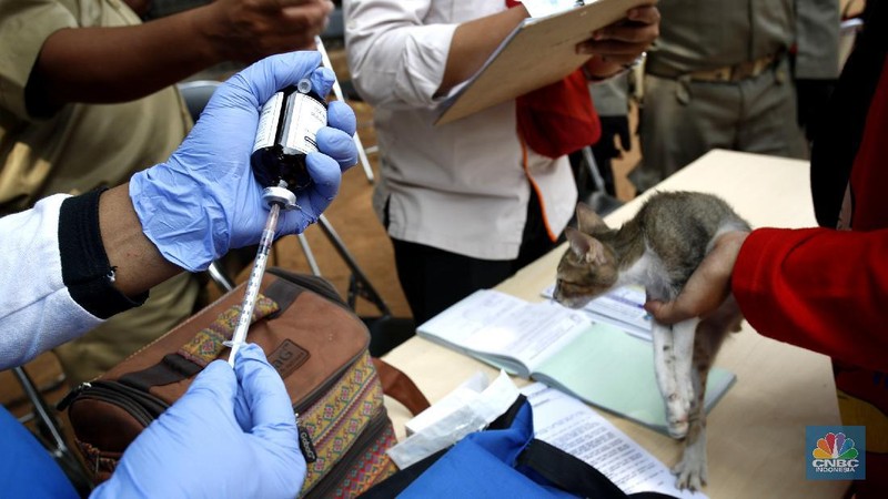 Petugas Suku Dinas Ketahanan Pangan, Kelautan dan Pertanian (KPKP) Provinsi DKI Jakarta melaksanakan vaksin rabies untuk hewan peliharaan di lingkungan pemukiman Rusun Tanah Tinggi, Kecamatan Johar Baru, Jakarta (8/9/2020). (CNBC Indonesia/Tri Susilo)  

Pelaksana Tugas(Plt) Kepala Suku Dinas KPKP Suharini Elliawati menjelaskan 