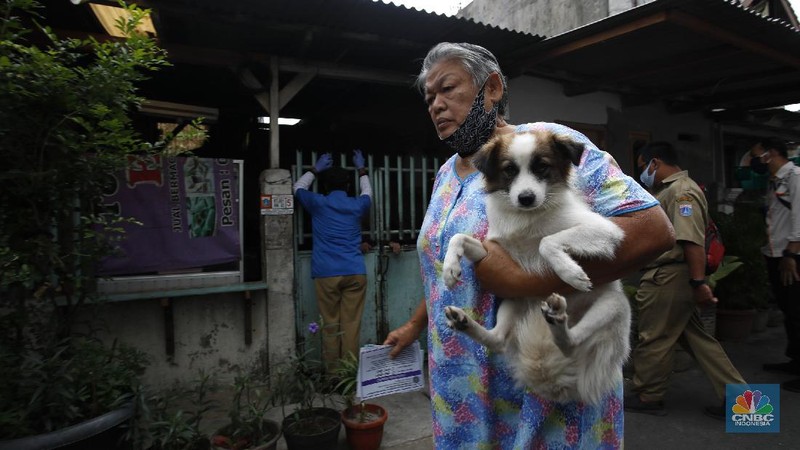 Petugas Suku Dinas Ketahanan Pangan, Kelautan dan Pertanian (KPKP) Provinsi DKI Jakarta melaksanakan vaksin rabies untuk hewan peliharaan di lingkungan pemukiman Rusun Tanah Tinggi, Kecamatan Johar Baru, Jakarta (8/9/2020). (CNBC Indonesia/Tri Susilo)  

Pelaksana Tugas(Plt) Kepala Suku Dinas KPKP Suharini Elliawati menjelaskan 