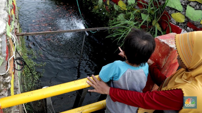 Warga memberi makan ikan hias yang dibudidayakan di sepanjang saluran air di tengah Perumahan Puri Pamulang, Tangerang Selatan, Banten, Selasa (8/9/2020). Saluran air sepanjang 300 meter yang memanfaatkan aliran dari Situ Ciledug itu digunakan warga untuk budidaya ikan hias sekaligus hiburan gratis bagi warga sekitar. Pemanfaatan saluran air menjadi kolam ikan hias berawal saat pembatasan sosial berskala besar diberlakukan pemerintah. Teguh salah satu warga Perumahan Puri mengatakan ide tersebut muncul ketika warga yang jenuh karena tidak bisa ke mana-mana berinisiatif memanfaatkan saluran air menjadi kolam ikan untuk hiburan sekaligus budidaya. 