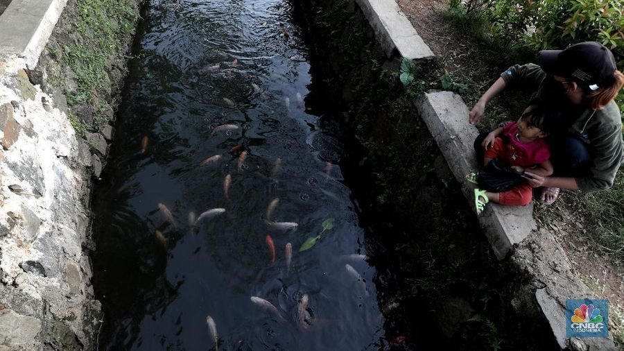 Warga memberi makan ikan hias yang dibudidayakan di sepanjang saluran air di tengah Perumahan Puri Pamulang, Tangerang Selatan, Banten, Selasa (8/9/2020). Saluran air sepanjang 300 meter yang memanfaatkan aliran dari Situ Ciledug itu digunakan warga untuk budidaya ikan hias sekaligus hiburan gratis bagi warga sekitar. Pemanfaatan saluran air menjadi kolam ikan hias berawal saat pembatasan sosial berskala besar diberlakukan pemerintah. Teguh salah satu warga Perumahan Puri mengatakan ide tersebut muncul ketika warga yang jenuh karena tidak bisa ke mana-mana berinisiatif memanfaatkan saluran air menjadi kolam ikan untuk hiburan sekaligus budidaya. 