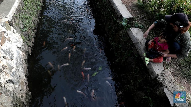 Warga memberi makan ikan hias yang dibudidayakan di sepanjang saluran air di tengah Perumahan Puri Pamulang, Tangerang Selatan, Banten, Selasa (8/9/2020). Saluran air sepanjang 300 meter yang memanfaatkan aliran dari Situ Ciledug itu digunakan warga untuk budidaya ikan hias sekaligus hiburan gratis bagi warga sekitar. Pemanfaatan saluran air menjadi kolam ikan hias berawal saat pembatasan sosial berskala besar diberlakukan pemerintah. Teguh salah satu warga Perumahan Puri mengatakan ide tersebut muncul ketika warga yang jenuh karena tidak bisa ke mana-mana berinisiatif memanfaatkan saluran air menjadi kolam ikan untuk hiburan sekaligus budidaya. 