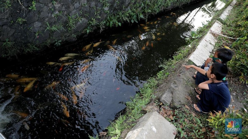 Warga memberi makan ikan hias yang dibudidayakan di sepanjang saluran air di tengah Perumahan Puri Pamulang, Tangerang Selatan, Banten, Selasa (8/9/2020). Saluran air sepanjang 300 meter yang memanfaatkan aliran dari Situ Ciledug itu digunakan warga untuk budidaya ikan hias sekaligus hiburan gratis bagi warga sekitar. Pemanfaatan saluran air menjadi kolam ikan hias berawal saat pembatasan sosial berskala besar diberlakukan pemerintah. Teguh salah satu warga Perumahan Puri mengatakan ide tersebut muncul ketika warga yang jenuh karena tidak bisa ke mana-mana berinisiatif memanfaatkan saluran air menjadi kolam ikan untuk hiburan sekaligus budidaya. 