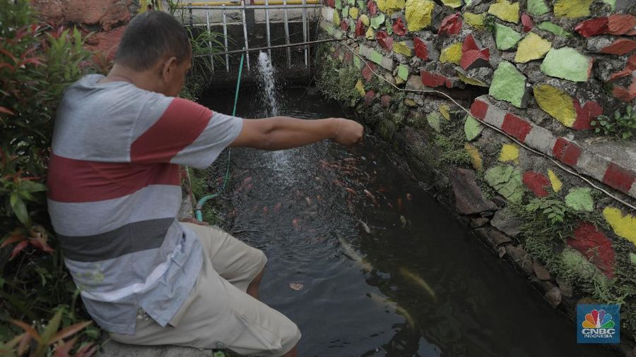 Warga memberi makan ikan hias yang dibudidayakan di sepanjang saluran air di tengah Perumahan Puri Pamulang, Tangerang Selatan, Banten, Selasa (8/9/2020). Saluran air sepanjang 300 meter yang memanfaatkan aliran dari Situ Ciledug itu digunakan warga untuk budidaya ikan hias sekaligus hiburan gratis bagi warga sekitar. Pemanfaatan saluran air menjadi kolam ikan hias berawal saat pembatasan sosial berskala besar diberlakukan pemerintah. Teguh salah satu warga Perumahan Puri mengatakan ide tersebut muncul ketika warga yang jenuh karena tidak bisa ke mana-mana berinisiatif memanfaatkan saluran air menjadi kolam ikan untuk hiburan sekaligus budidaya. 