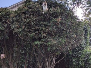 4 Tips Cegah Kucing Liar Naik ke Atap Rumah