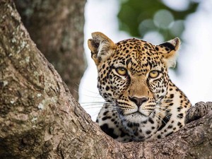 Macan Tutul di China Gendut Banget, Sudah Diet 2 Bulan tapi Beratnya Nggak Turun