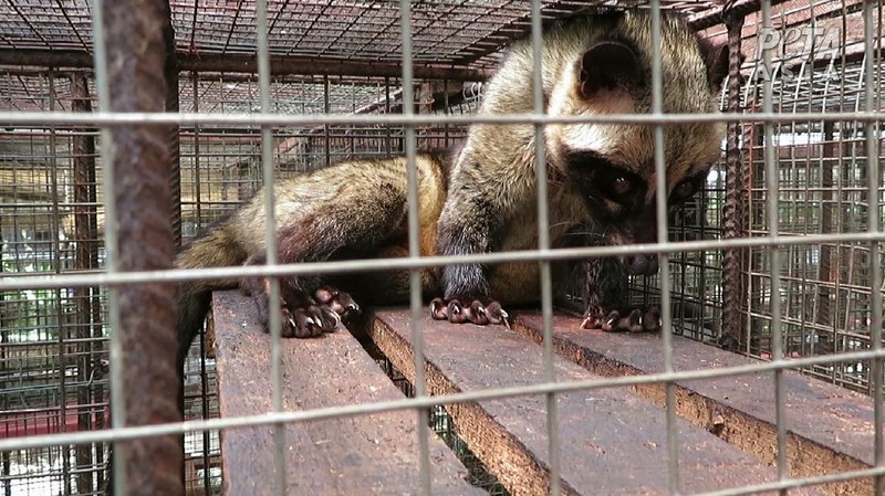 Peternakan Musang (Dok. People for the Ethical Treatment of Animals (PETA))