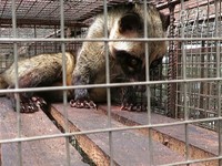 Penampakan Musang Luwak RI yang Tersiksa Demi Kopi Rp 1 Juta