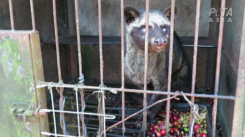 Peternakan Musang (Dok. People for the Ethical Treatment of Animals (PETA))