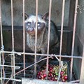 Kejam! Demi Kopi Rp 1 Juta, Musang Luwak di RI Tersiksa