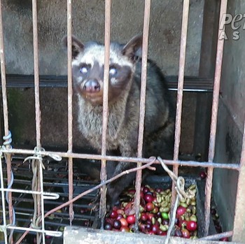 Kejam! Demi Kopi Rp 1 Juta, Musang Luwak di RI Tersiksa