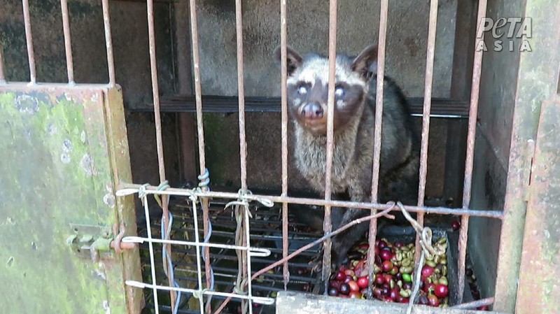 Peternakan Musang (Dok. People for the Ethical Treatment of Animals (PETA))