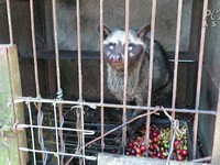 Kejam! Demi Kopi Rp 1 Juta, Musang Luwak di RI Tersiksa