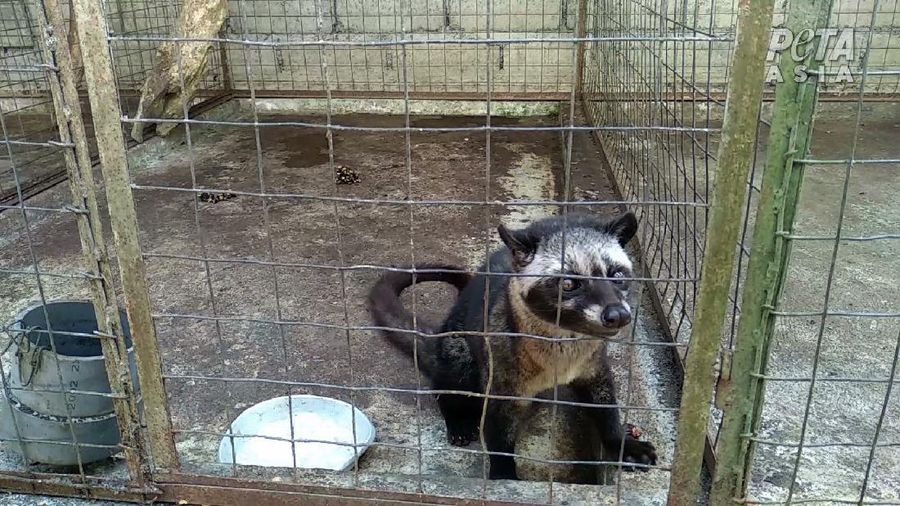 Peternakan Musang (Dok. People for the Ethical Treatment of Animals (PETA))
