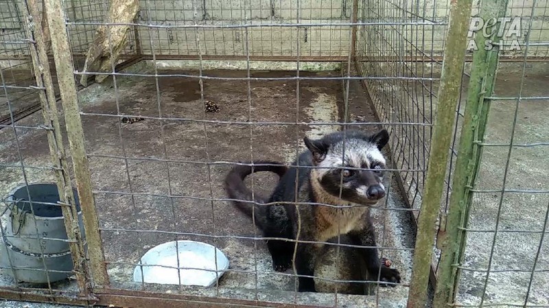 Peternakan Musang (Dok. People for the Ethical Treatment of Animals (PETA))