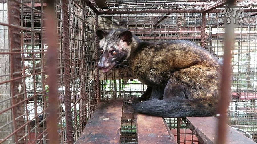 Peternakan Musang (Dok. People for the Ethical Treatment of Animals (PETA))