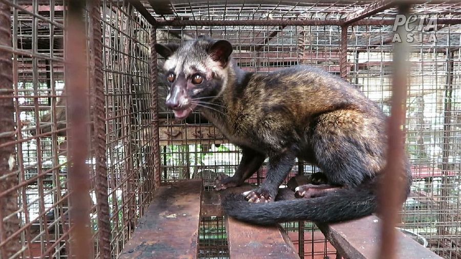 Peternakan Musang (Dok. People for the Ethical Treatment of Animals (PETA))
