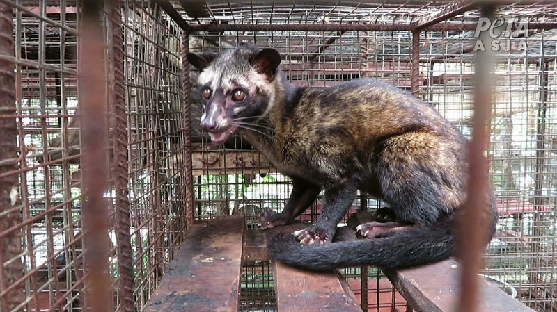 Peternakan Musang (Dok. People for the Ethical Treatment of Animals (PETA))