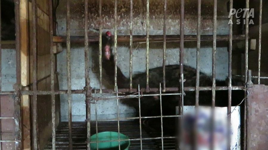 Peternakan Musang (Dok. People for the Ethical Treatment of Animals (PETA))