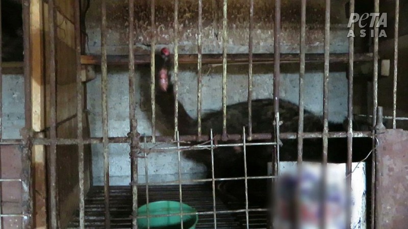 Peternakan Musang (Dok. People for the Ethical Treatment of Animals (PETA))