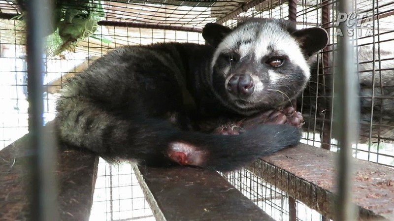 Peternakan Musang (Dok. People for the Ethical Treatment of Animals (PETA))