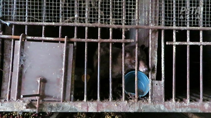 Peternakan Musang (Dok. People for the Ethical Treatment of Animals (PETA))
